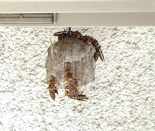 アシナガバチの巣駆除窓サッシ下部